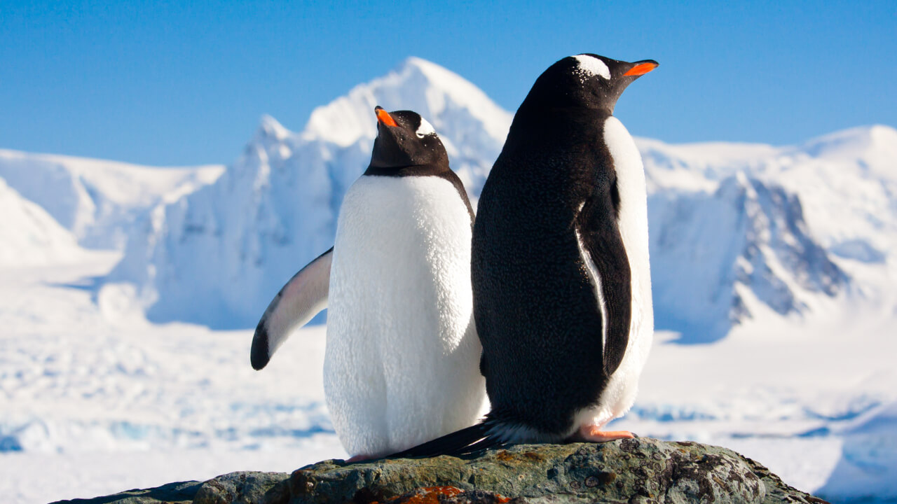 dois pinguins no gelo