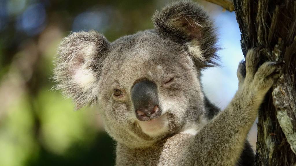 “Coala” ou “koala”: qual é o certo?