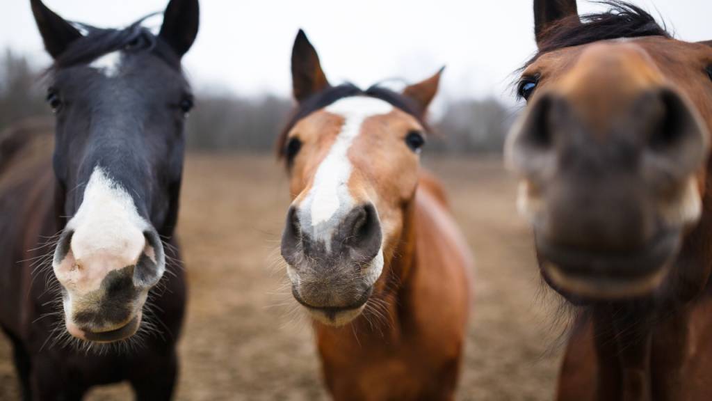 Qual é o coletivo de “cavalo”?