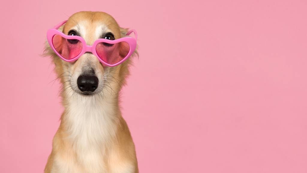 Sabia que o feminino de “cachorro” e “cão” é diferente? Entenda