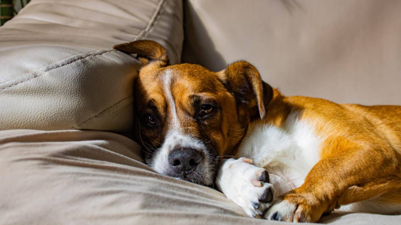 Cachorro tristonho deitado no sofá, de modo preguiçoso