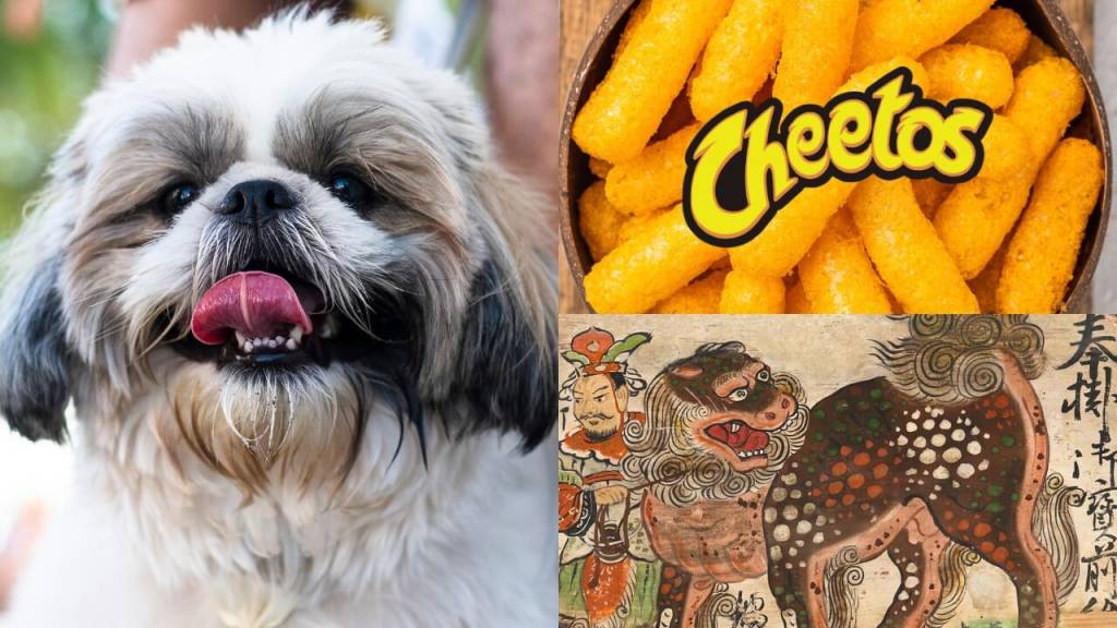 Shitzu, shih tzu ou xitsu: como escreve o nome dessa raça de cachorro?