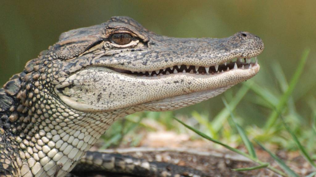 5 questões muito fáceis de Biologia que já caíram no Enem