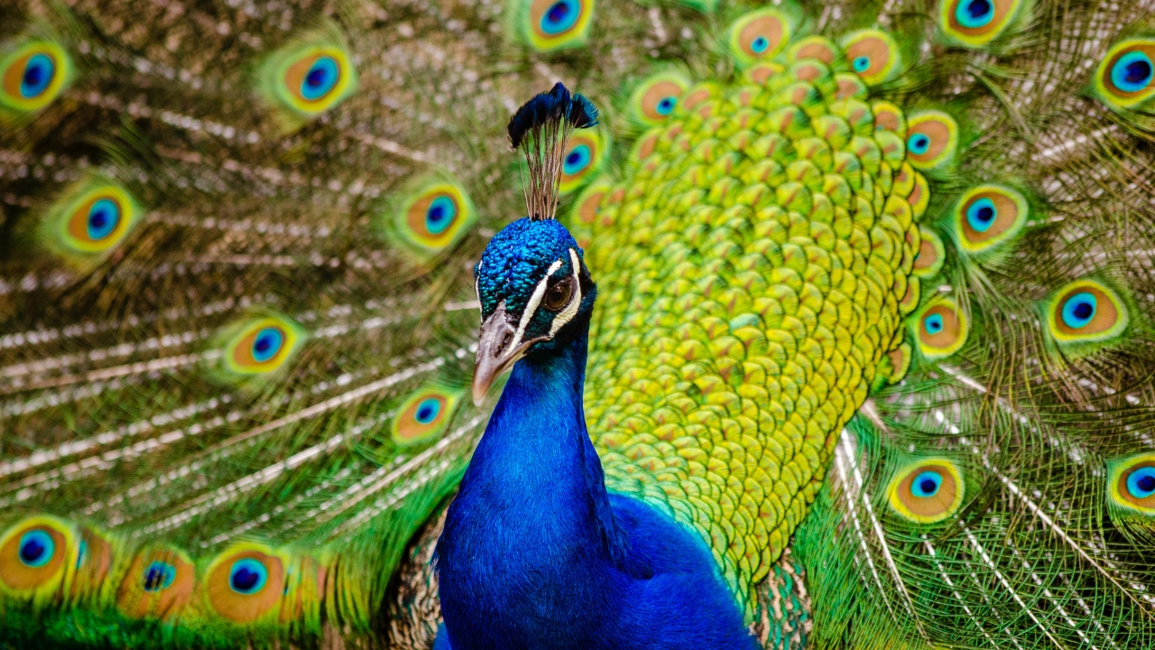 pavão