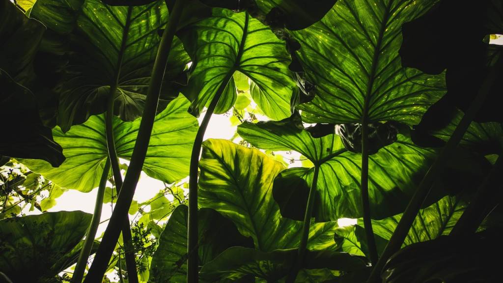 Qual é o coletivo de plantas?