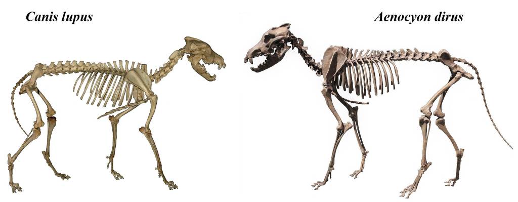 Canis_lupus_&_Aenocyon_dirus Esqueleto de lobo cinzento (à esquerda) comparado com o esqueleto de um lobo terrível