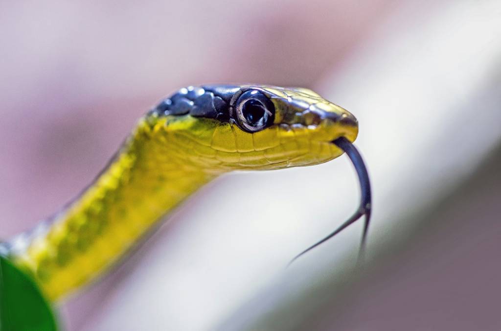 cobra Close de cobra verde com a língua para fora