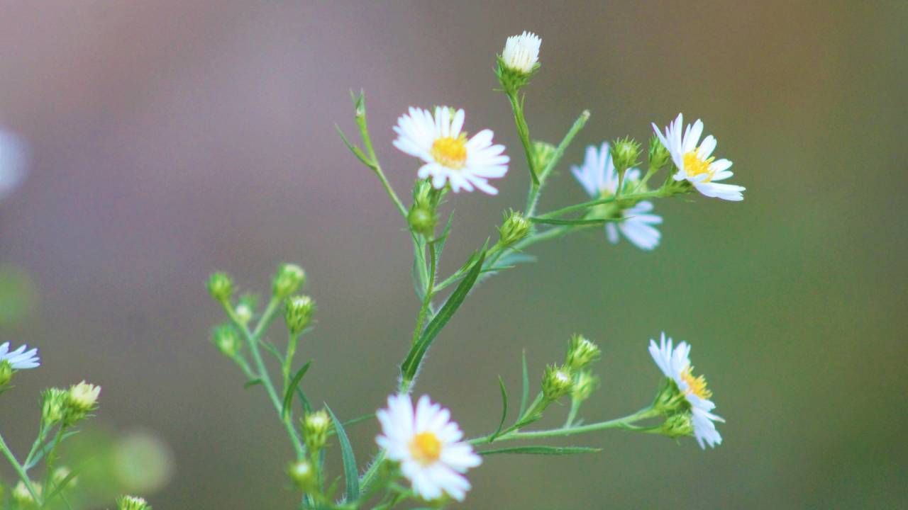 florzinhas ou florezinhas