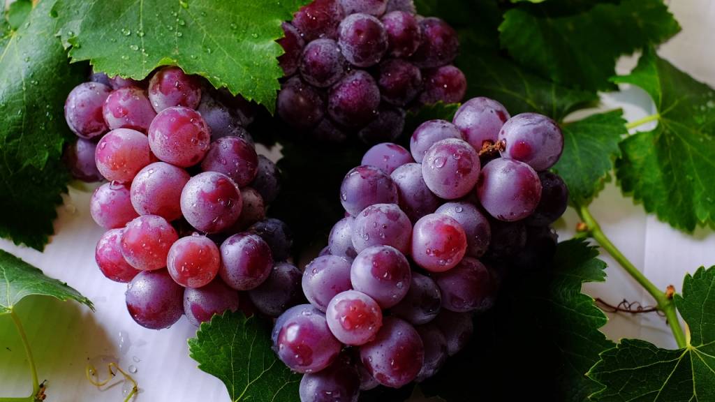 uva roxa uva roxa