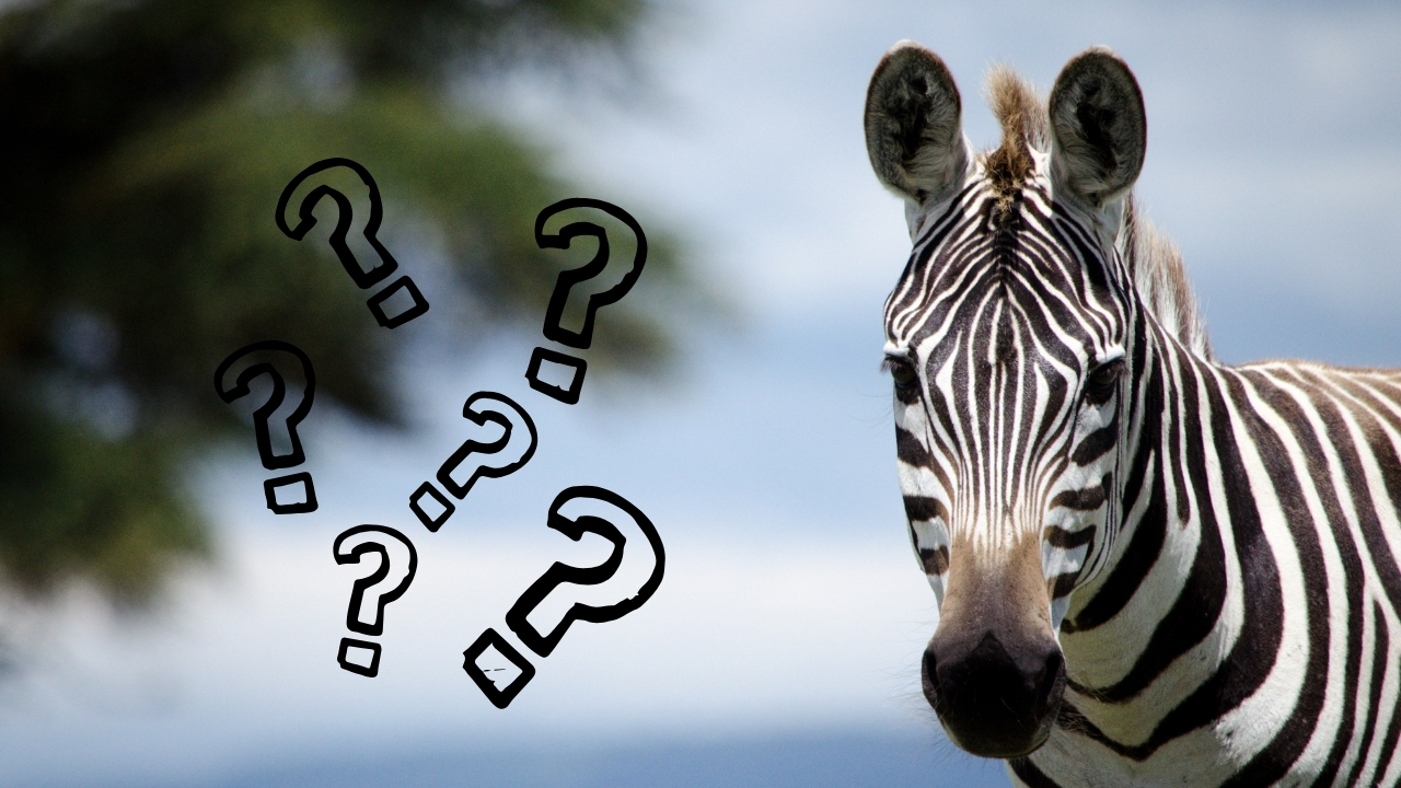 zebra