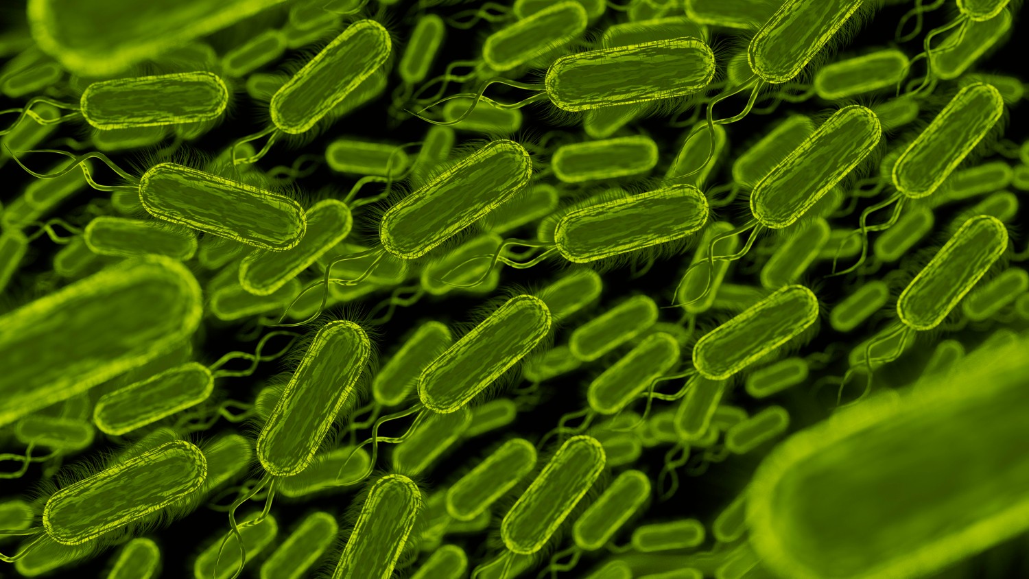 coletivo-de-bacteria