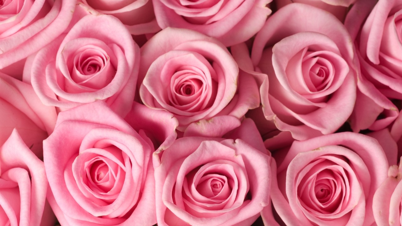 rosas cor de rosa