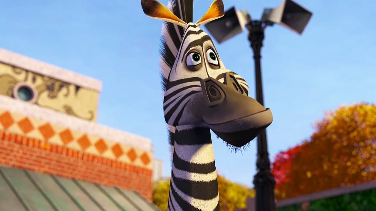 zebra madagascar